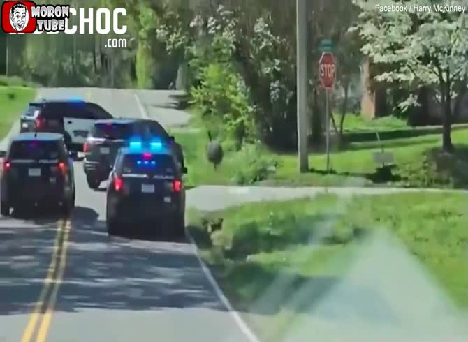 Video :The police chase an emu for 30 km to capture it!